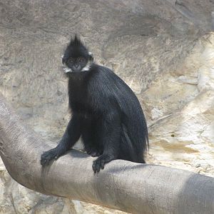 San Antonio Zoo 2010 - Francois Langur