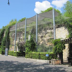 San Antonio Zoo 2010 - Front of White-cheeked Gibbon and Francois Langur ex