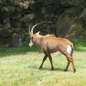 Sable Antelope