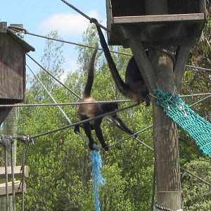 Spider Monkeys