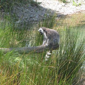 Ringtailed lemurs