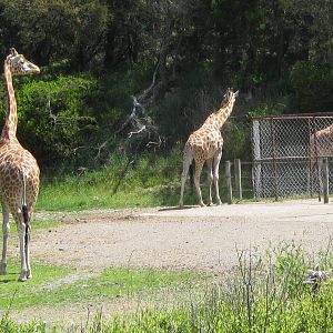 Giraffe