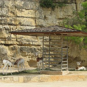 San Antonio Zoo 2010 - Addra Gazelles