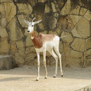 San Antonio Zoo 2010 - Addra Gazelle
