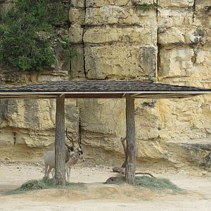 San Antonio Zoo 2010 - Addax