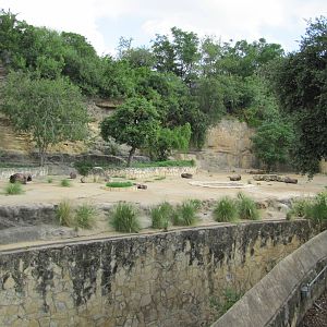 San Antonio Zoo 2010 - Right side of the African Lion exhibit