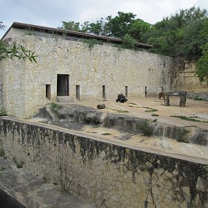 San Antonio Zoo 2010 - Left side of the Sumatran Tiger exhibit