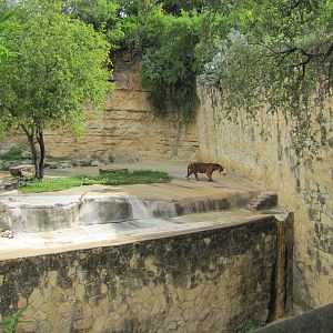 San Antonio Zoo 2010 - Right side of the Sumatran Tiger exhibit