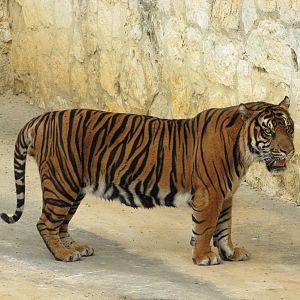 San Antonio Zoo 2010 - Sumatran Tiger