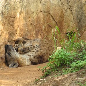 San Antonio Zoo 2010 - Spotted Hyena
