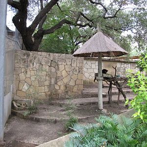 San Antonio Zoo 2010 - Left side of the Goodfellows Tree Kangaroo exhibit