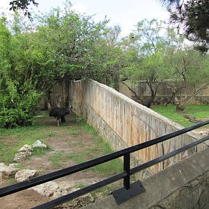 San Antonio Zoo 2010 - Cassowary exhibits