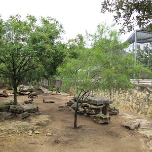 San Antonio Zoo 2010 - Top-view of the Red River Hog exhibit