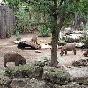 San Antonio Zoo 2010 - Red River Hogs