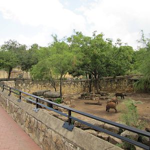 San Antonio Zoo 2010 - Alongside the Red River Hog exhibit