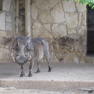 San Antonio Zoo 2010 - Warthog