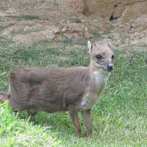 San Antonio Zoo 2010 - Blue Duiker