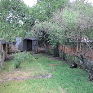 San Antonio Zoo 2010 - Yellow-backed Duiker exhibit