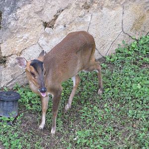 San Antonio Zoo 2010 - Reeves Muntjac