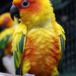Aratinga solstitialis / Sun conure