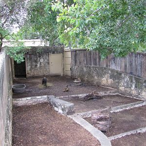 San Antonio Zoo 2010 - The smaller Babirusa exhibit