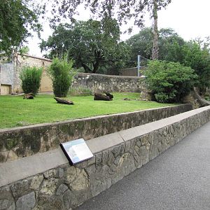 San Antonio Zoo 2010 - The right side of the larger Babirusa exhibit