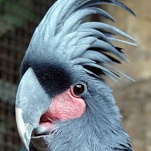 Probosciger aterrimus / Palm Cockatoo