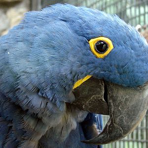 Anodorhynchus hyacinthinus / Hyacinth Macaw