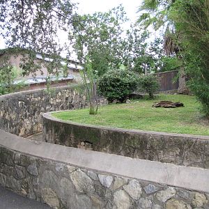 San Antonio Zoo 2010 - The left side of the larger Babirusa exhibit