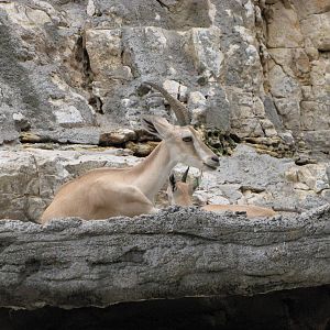 San Antonio Zoo 2010 - Nubian Ibex