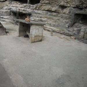 San Antonio Zoo 2010 - Part of the Nubian Ibex exhibit