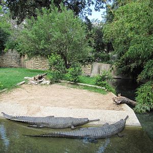 San Antonio Zoo 2010 - Indian Gavial