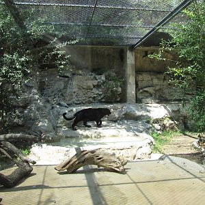 San Antonio Zoo 2010 - Part of the Black Panther exhibit