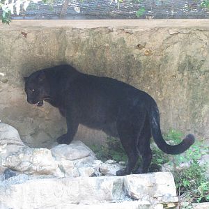 San Antonio Zoo 2010 - Black Panther