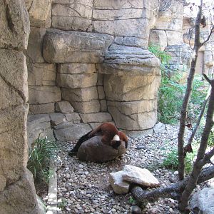 San Antonio Zoo 2010 - Red-ruffed Lemur in Cats of the World