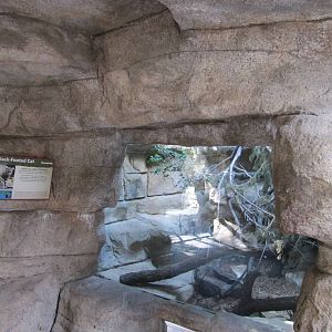 San Antonio Zoo 2010 - Front of the Black-footed Cat exhibit in Cats of the