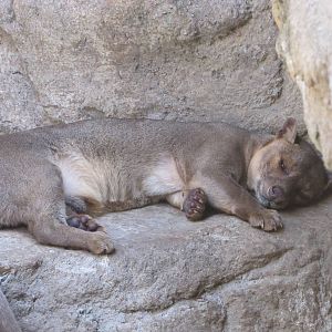 San Antonio Zoo 2010 - Fossa in Cats of the World