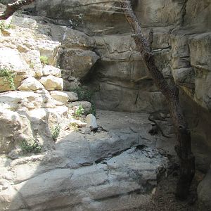San Antonio Zoo 2010 - Right side of the Fossa exhibit in Cats of the World