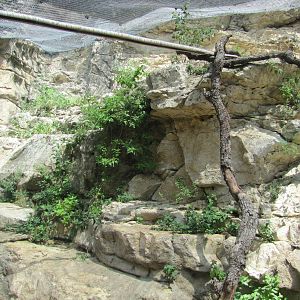 San Antonio Zoo 2010 - Left side of the Fossa exhibit in Cats of the World