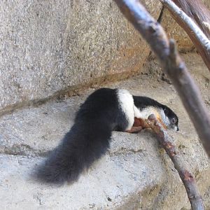 San Antonio Zoo 2010 - Prevosts Squirrel in Cats of the World