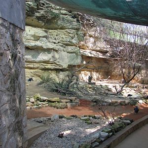 San Antonio Zoo 2010 - Inside the Australian Aviary
