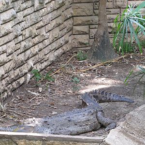 San Antonio Zoo 2010 - Orinoco Crocodile