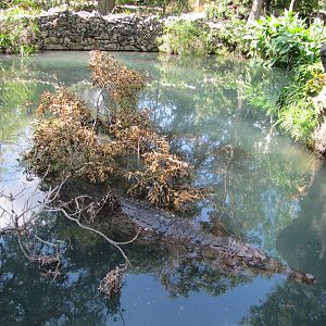 San Antonio Zoo 2010 - False Ghavial exhibit