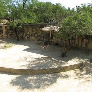 San Antonio Zoo 2010 - Spekes Gazelle exhibit