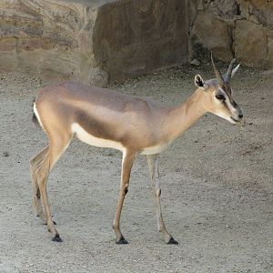 San Antonio Zoo 2010 - Spekes Gazelle