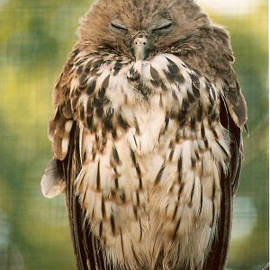 Vermiculated Fishing-Owl at Chester, 02/10/2004
