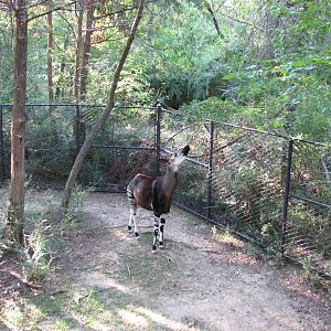 Dallas Zoo 2010 - Part of Okapi exhibit in Wilds of Africa