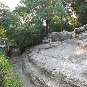 Dallas Zoo 2010 - Nubian Ibex exhibit and Monorail in Wilds of Africa