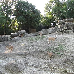 Dallas Zoo 2010 - Nubian Ibex exhibit in Wilds of Africa
