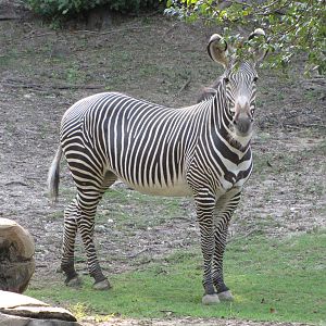 Dallas Zoo 2010 - Grevy Zebra in Wilds of Africa